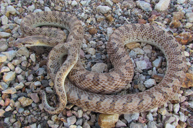 Desert Glossy Snake